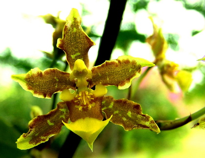 	Oncidium altissimum	