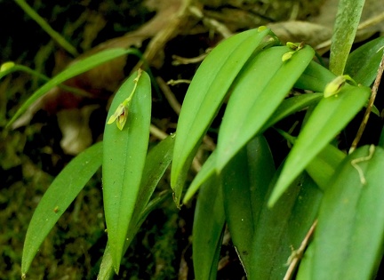 	Acianthera angustifolia