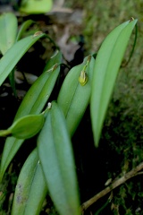 	Acianthera angustifolia