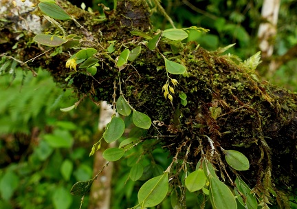 	Trichosalpinx dura