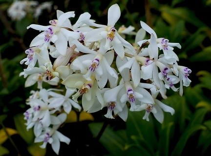 	Epidendrum patens	