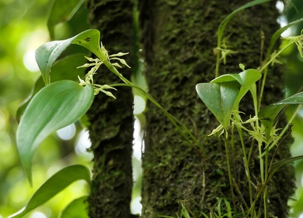 	Pleurothallis ruscifolia	