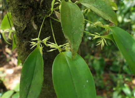 	Pleurothallis ruscifolia	