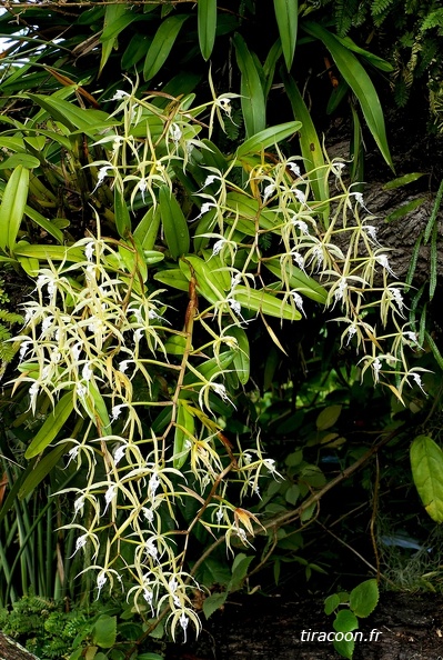 	Epidendrum ciliare