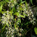 	Epidendrum ciliare