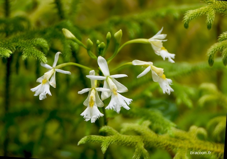 	Epidendrum revertianum