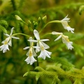 	Epidendrum revertianum