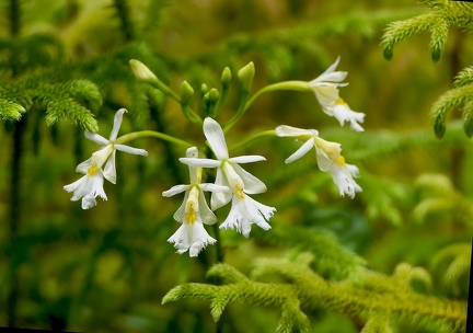 	Epidendrum revertianum