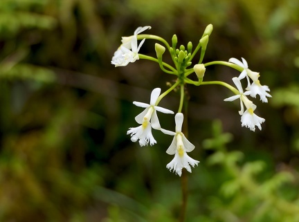 	Epidendrum revertianum