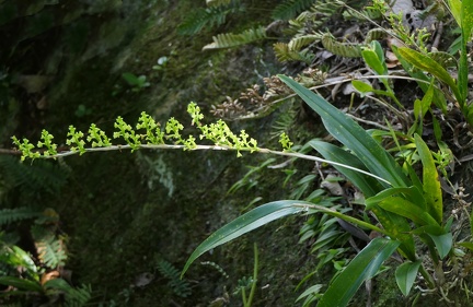 	Polystachya concreta