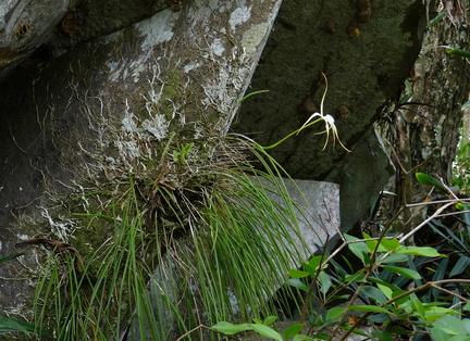 	Brassavola cucullata	