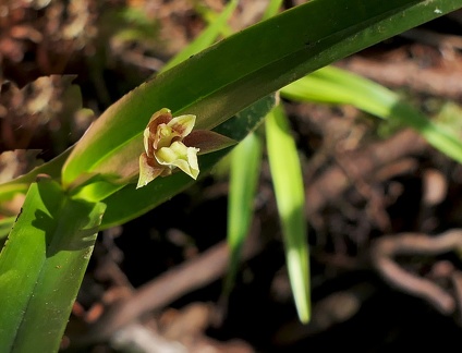 	Scaphyglottis punctulata