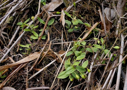 	Brachionidium sherringii