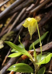 	Brachionidium sherringii