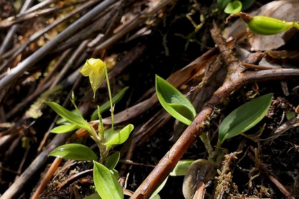 	Brachionidium sherringii