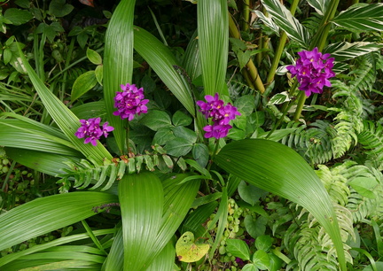 	Spathoglottis unguiculata