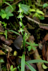 	Habenaria amalfitana	