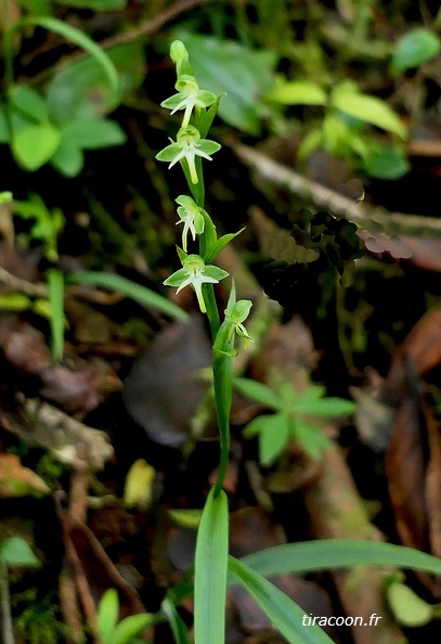 	Habenaria amalfitana	