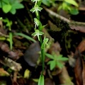 	Habenaria amalfitana	