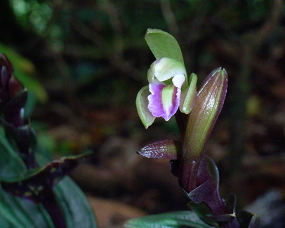 	Psilochilus macrophyllus	