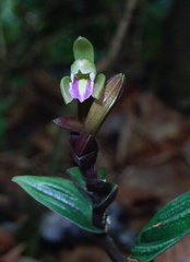 	Psilochilus macrophyllus	