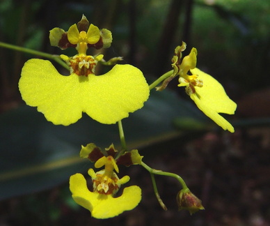 	Tolumnia urophylla	