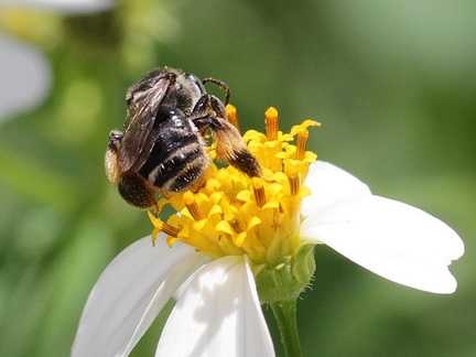 	Exomalopsis analis	