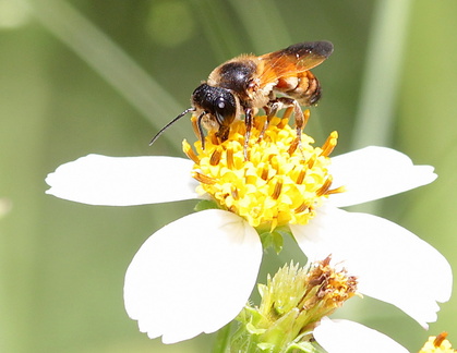 	Megachile rufipennis	