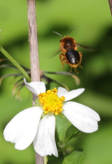 	Melipona variegatipes	