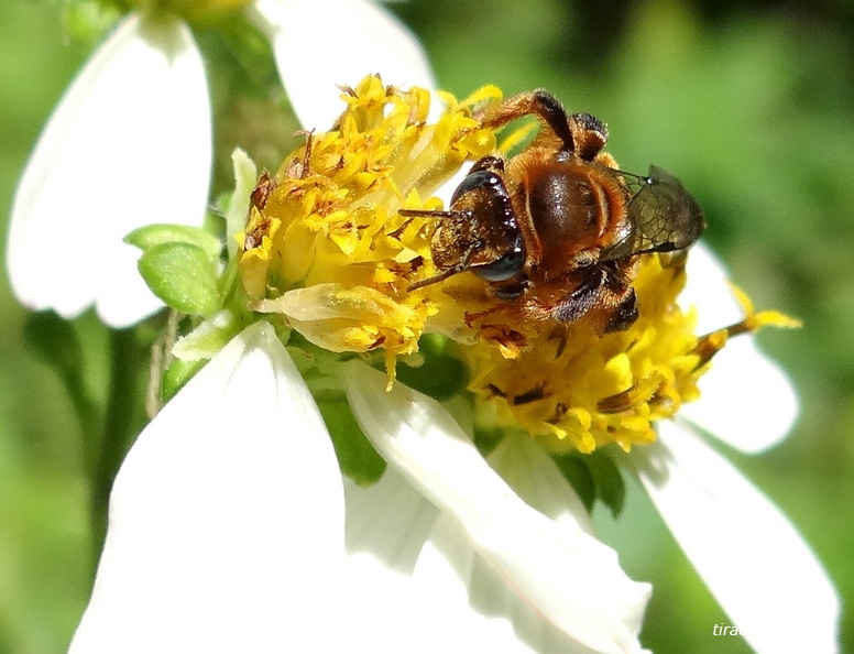 L’Exomalops de Bartsch, Exomalopsis bartschi. Abeille endémique de Guadeloupe. Baillif (23/11/2013). DSC00090M.jpg