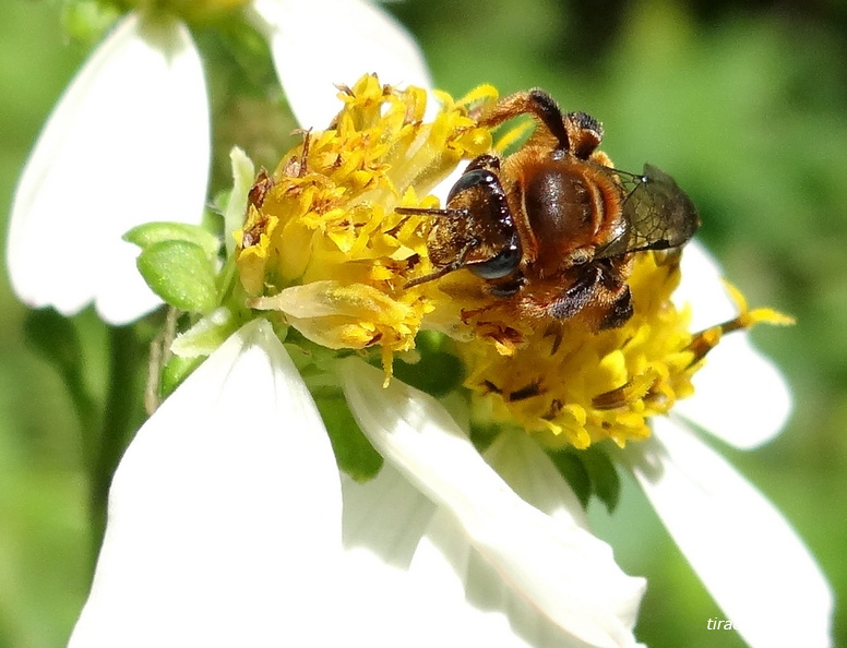 	Exomalopsis bartschi	