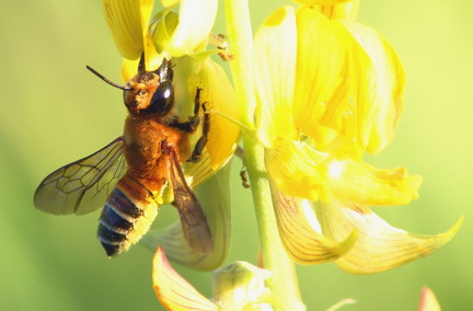 	Megachile lanata