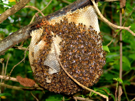 	Apis mellifera