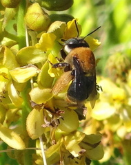 	Centris versicolor	