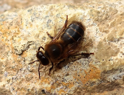 	Apis mellifera mâle	