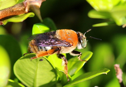 	Centris decolorata	