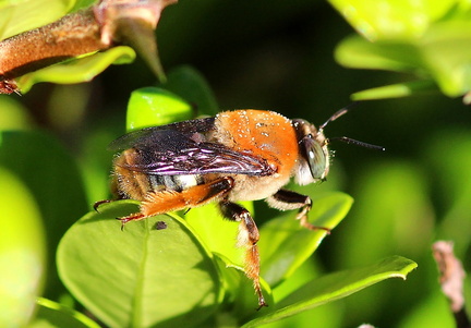 	Centris decolorata