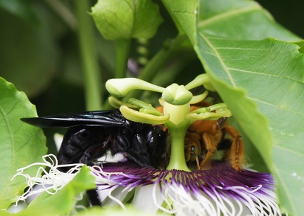 	Xylocopa mordax femelle et mâle