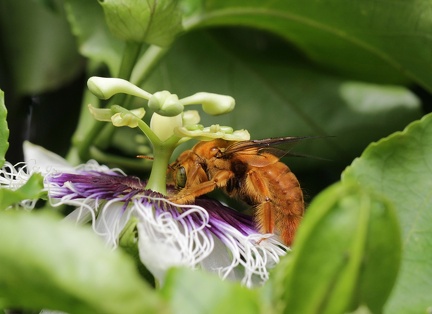 	Xylocopa mordax