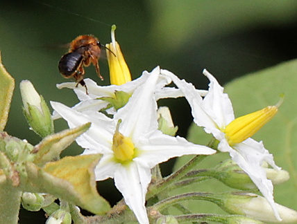 	Melipona variegatipes	