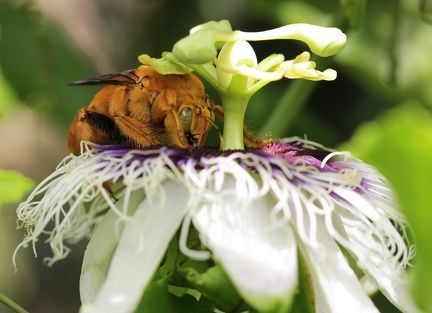 	Xylocopa mordax