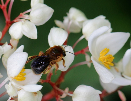 	Melipona variegatipes	