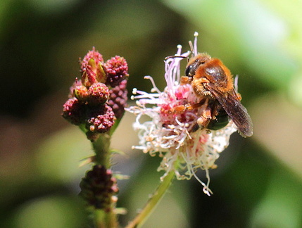 	Melipona variegatipes	