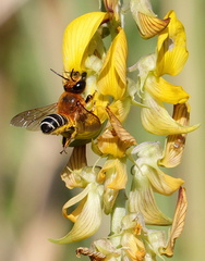 	Megachile lanata	