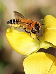 	Megachile lanata	