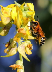 	Megachile lanata	