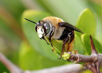 	Centris decolorata	