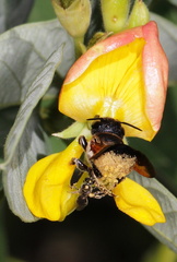 	Megachile rufipennis	