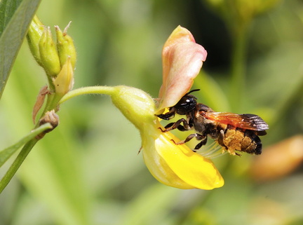 	Megachile rufipennis	