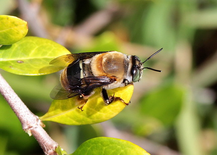 	Centris decolorata	